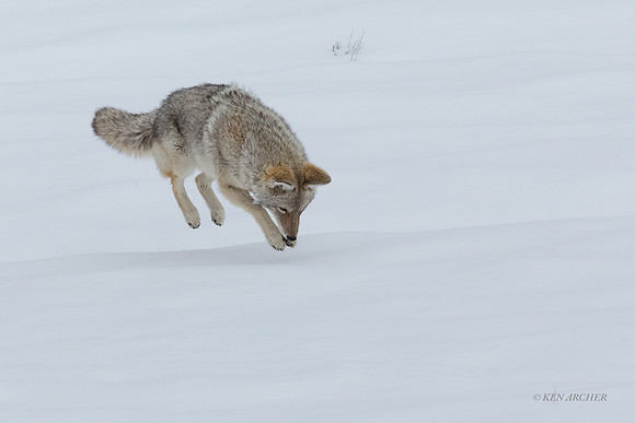 CEWR01980 - Coyote Pouncing