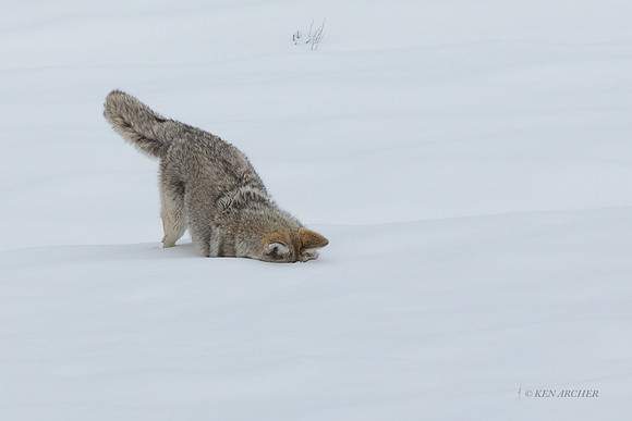CEWR01983 - Coyote Pouncing