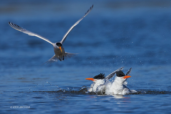 SDCT00042 - Royal Tern