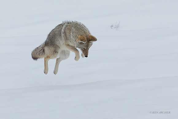 CEWR01979 - Coyote Mousing