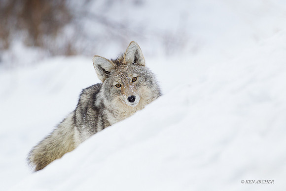 CEWR00915 - Coyote