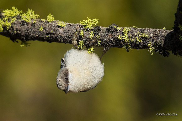 SDPN00026 - Pygmy Nuthatch