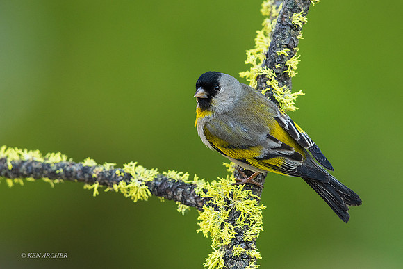 SDLG00139 - Lawrence's Goldfinch