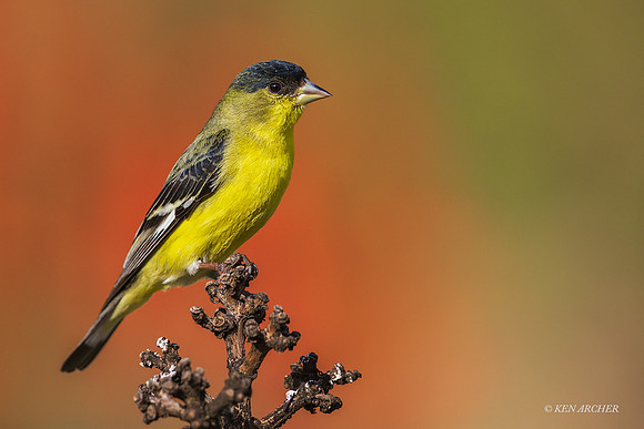 SDLR00476 - Lesser Goldfinch