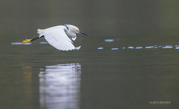 SDSE00036 - Snowy Egret