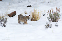 BCWR00169 - Bobcat