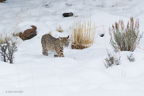 BCWR00169 - Bobcat