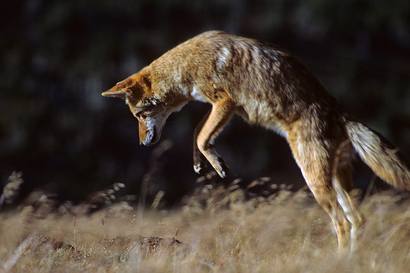 CE435169-Coyote-pouncing-on-Prey