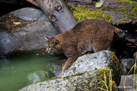 BC00035 - Bobcat