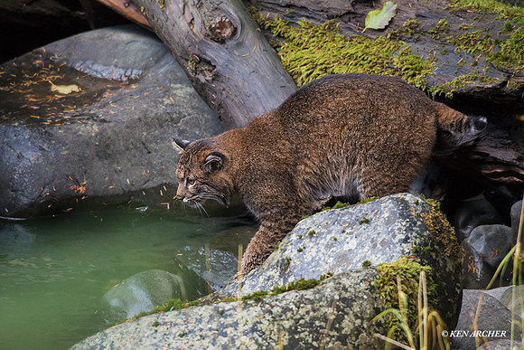BC00035 - Bobcat