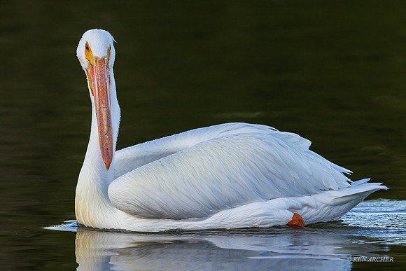 SDWP00084 - American White Pelican