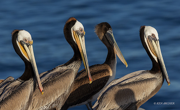 SDBP00084 - Brown Pelican