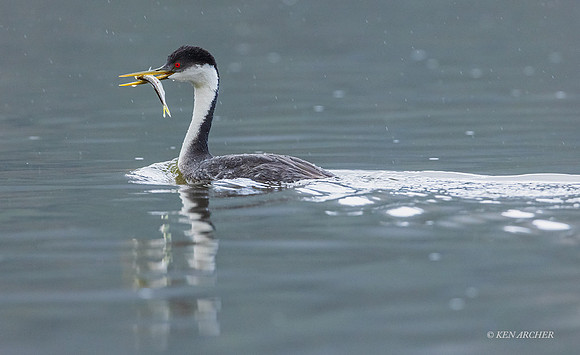 SDWG00141 - Western Grebe