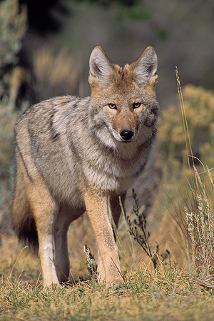 CE435228-Coyote