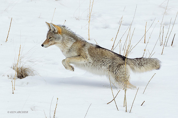CEWR01081 - Coyote