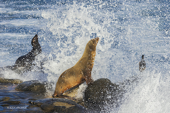 SDCS00018 - California Sea Lion