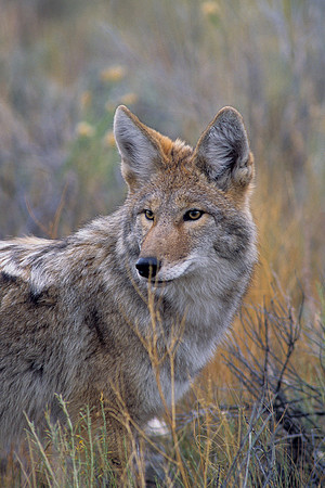 CE435220-Coyote