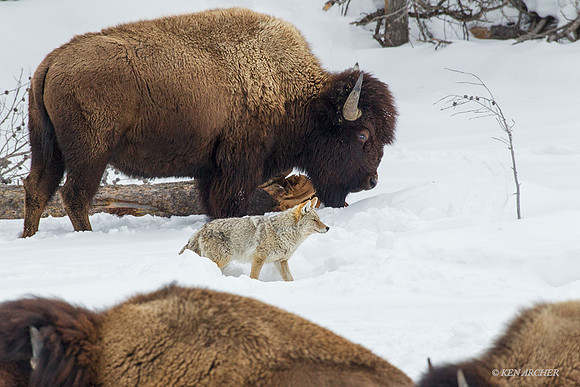 CEWR00377 - Coyote Among the Bison
