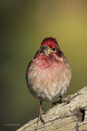 SDPH00003 - Purple Finch