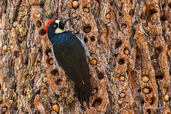 SDAW00184 - Acorn Woodpecker