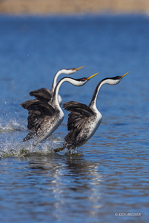 SDWG00024 - Western Grebe