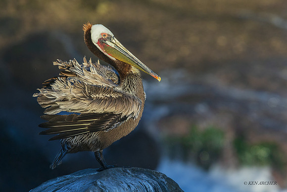 SDBP00644 _ Brown Pelican