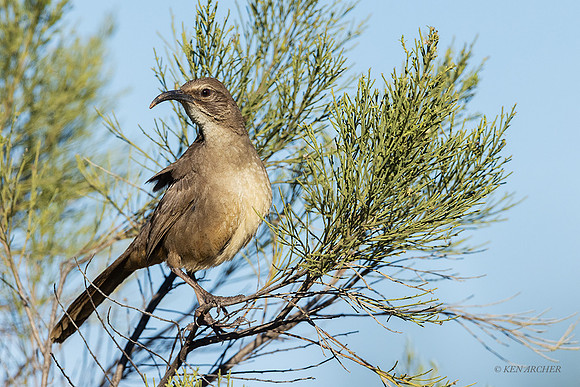 SDCT00036 - California Thrasher
