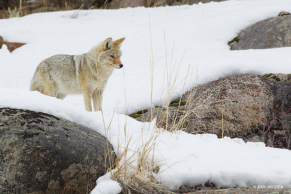 Coyote in Winter - CEWR00246