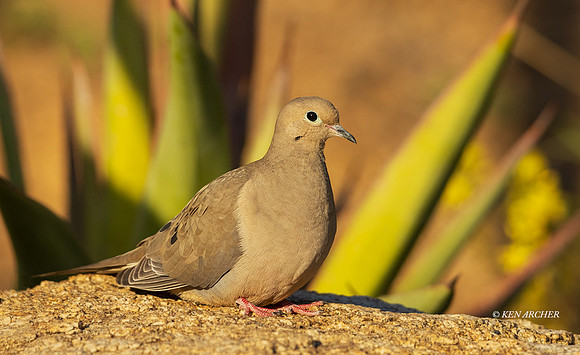 SDDV00023 - Mourning Dove