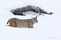 BCWR00008 - Bobcat