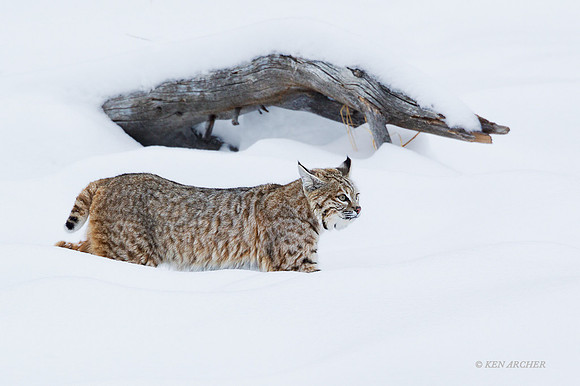 BCWR00008 - Bobcat