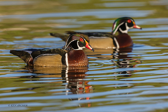 SDWD00092 - Woodduck