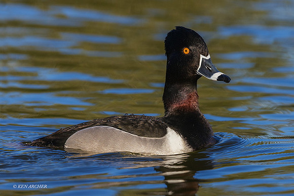 SDRD00020 - Ring-necked Duck