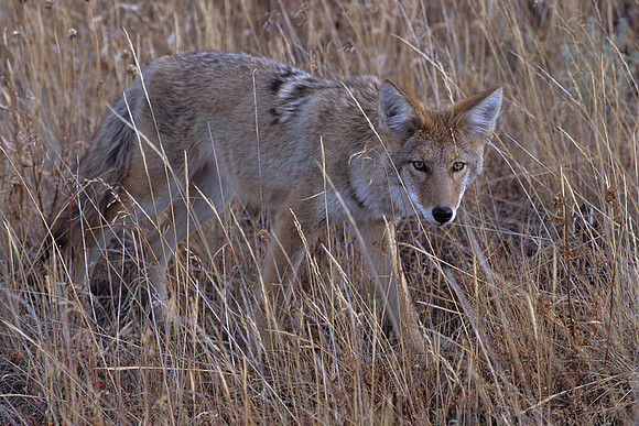 CE435690-Coyote