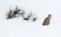 BCWR00003 - Bobcat