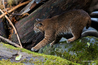 BC00019 - Bobcat