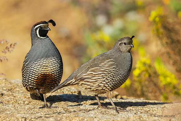SDCQ00217 - California Quail