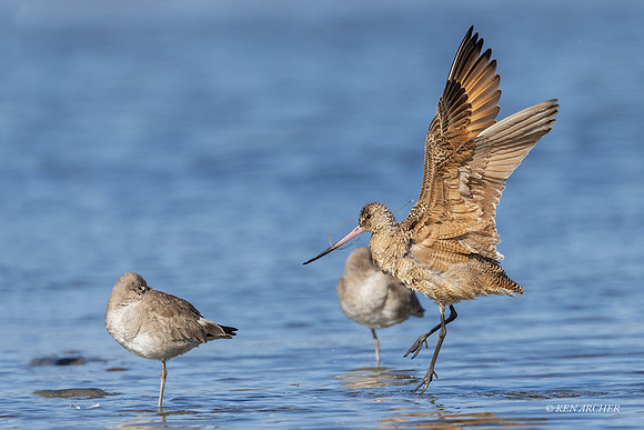 SDMG00015 - Marbled Godwit
