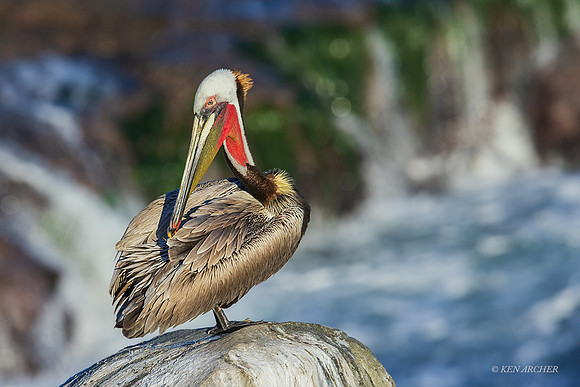 SDBP00756 - Brown Pelican