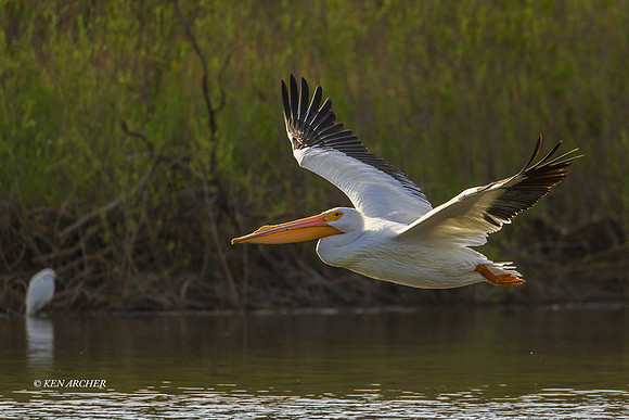 SDWP00022 - American White Pelican