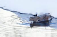 BCWR00280 - Bobcat