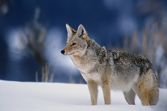 CE020260-Coyote-in-winter