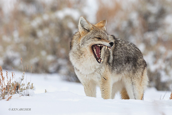 CEWR02237 - Coyote
