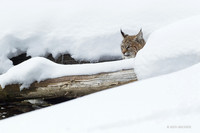 BCWR00011 - Bobcat