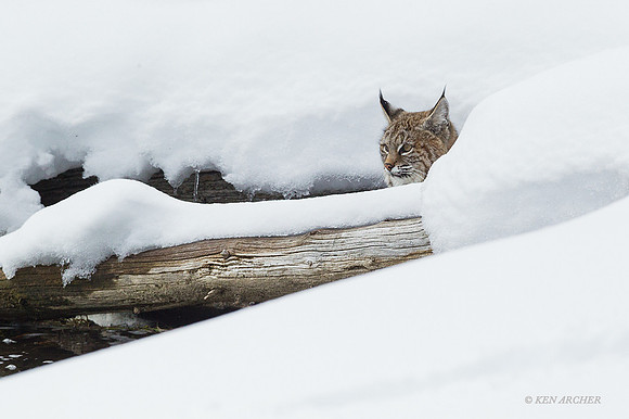 BCWR00011 - Bobcat