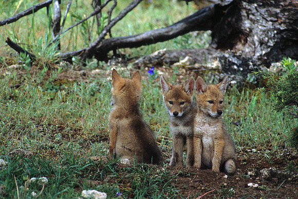 CEO010717-Coyote-Pups