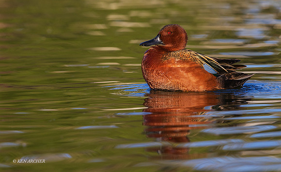 SDCT00093 - Cinnamon Teal