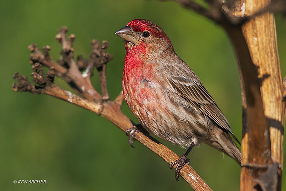 SDHF00005 - House Finch