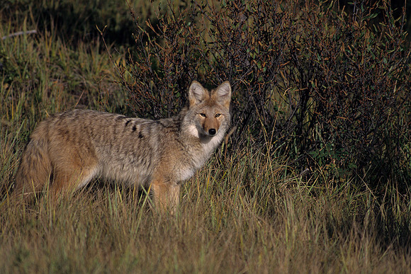 CE435919-Coyote