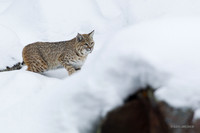 BCWR00183 - Bobcat